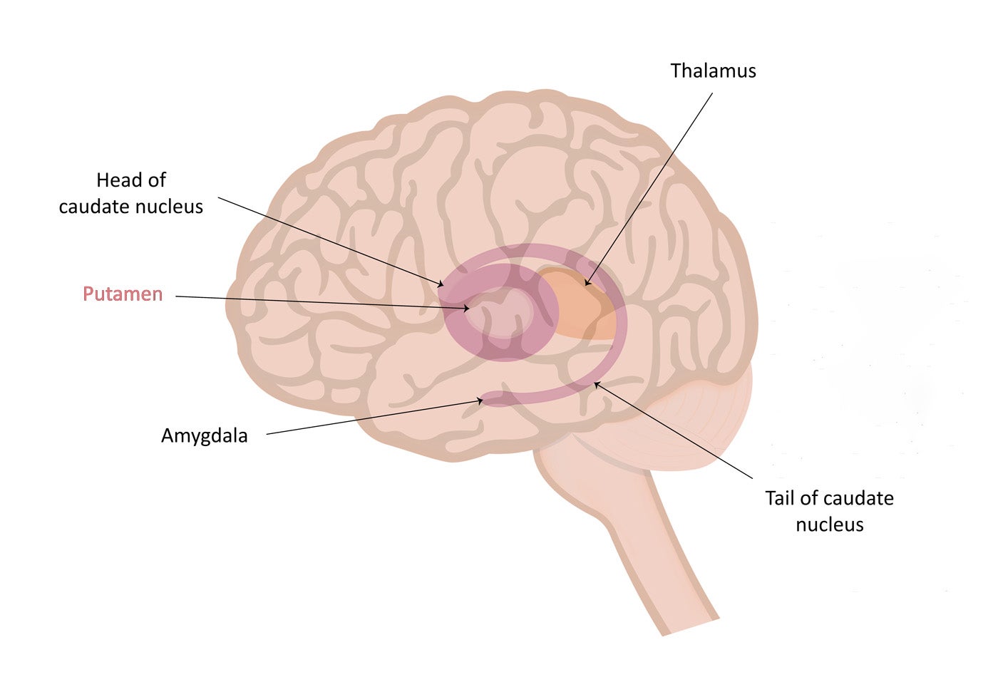 Illustration of the Putamen in the Brain